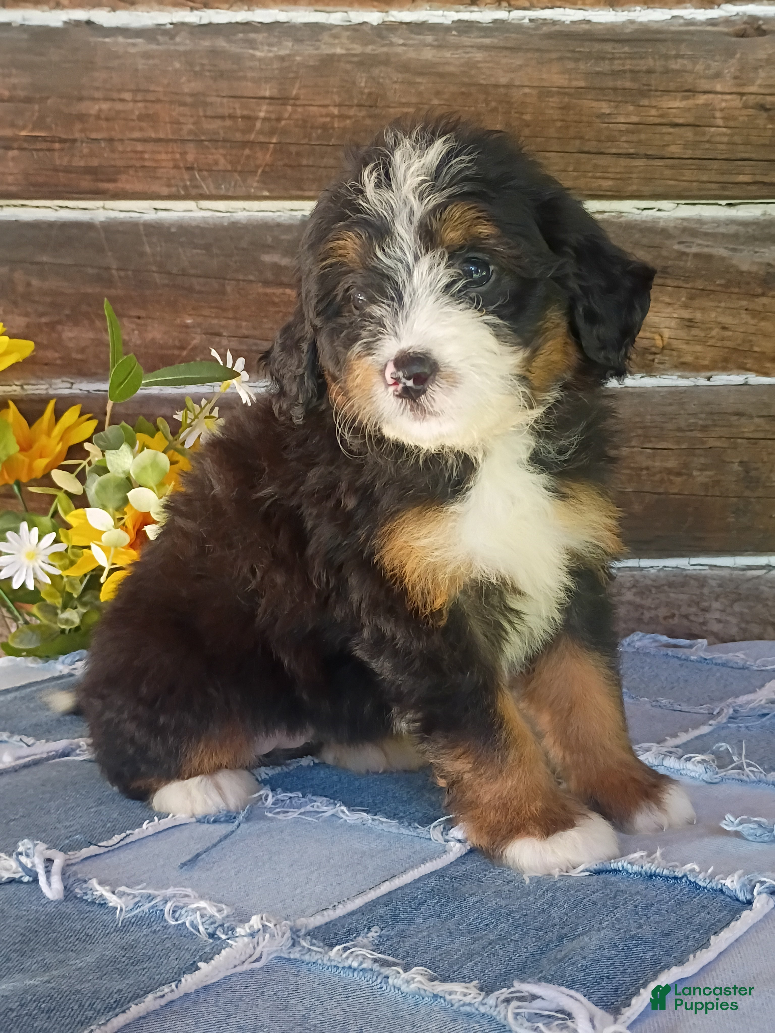 Mini Bernedoodle dogs Mini Bernedoodle 8 - Ad 1
