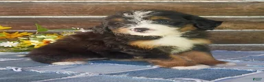 Mini Bernedoodle 8
