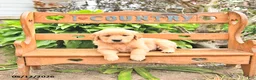 Golden Retriever dogs for sale: Bennet - Ad 2