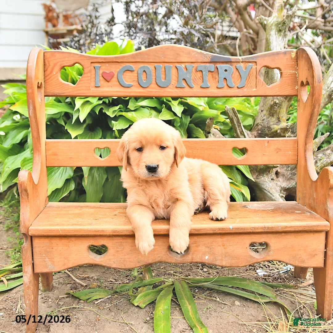 Golden Retriever dogs for sale: Bennet - Ad 2