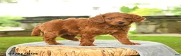 Miniature Poodle dogs for sale: Kayden - Ad 2