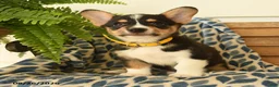 Welsh Corgi Pembroke dogs for sale: Scooter - Ad 5