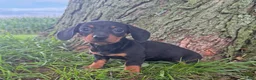 Miniature Dachshund dogs for sale: Sally - Ad 3