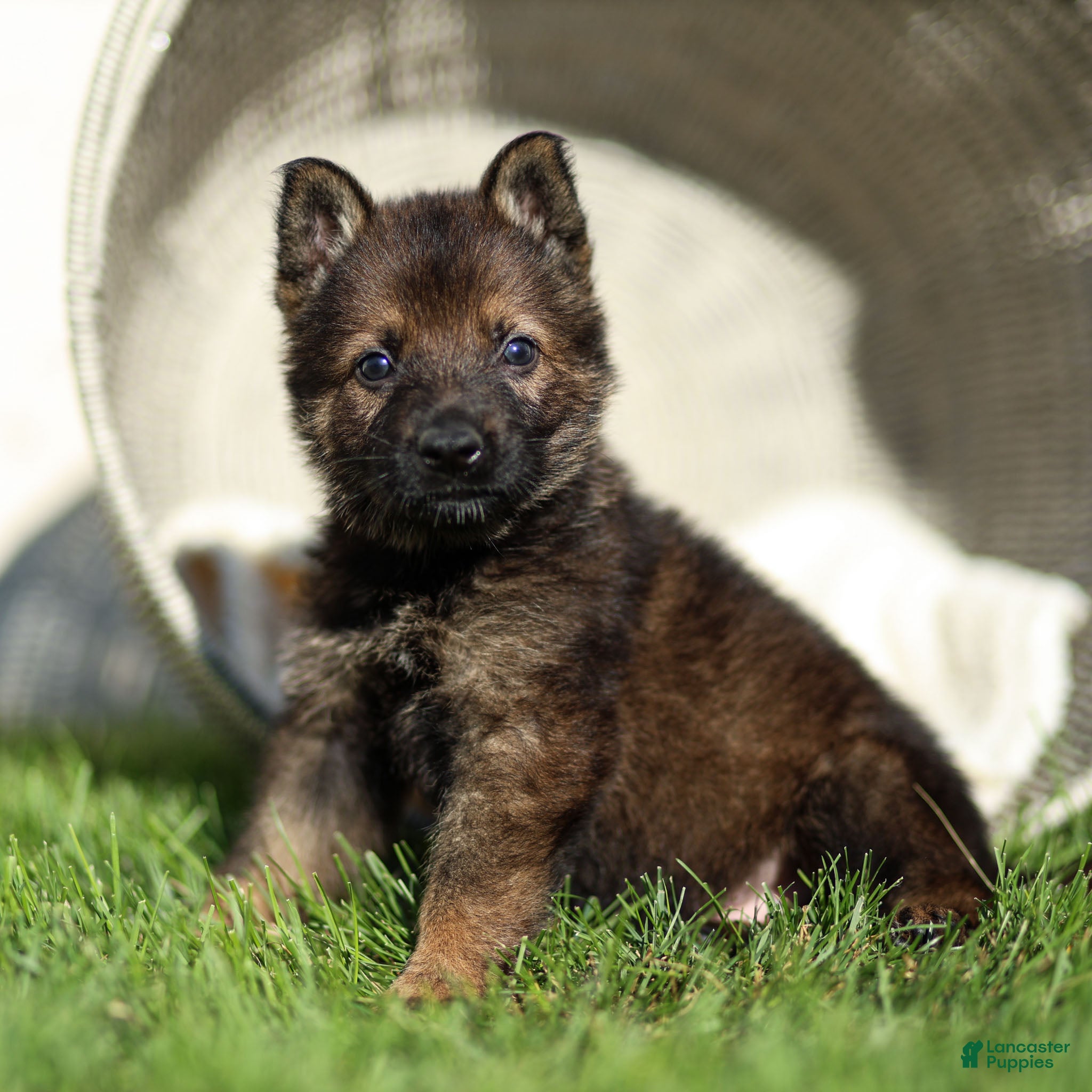 German Shepherd dogs Fletcher Flora German Shepherd  - Ad 2