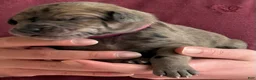 Great Dane dogs for sale: Magenta  - Ad 4