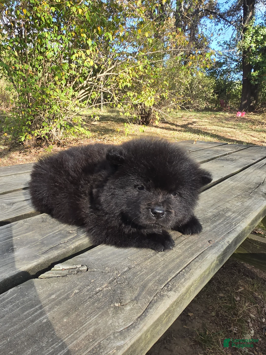 Chow Chow dogs for sale: Benny - Ad 2