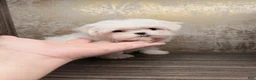 Maltese dogs for sale: Frost - Ad 3