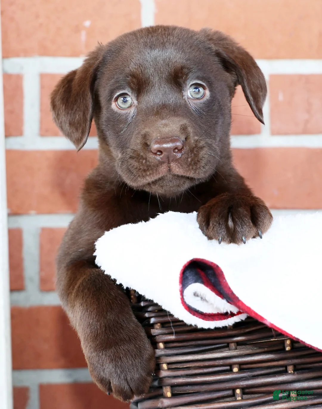 Labrador Retriever dogs for sale: Indie - Ad 7