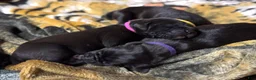 Great Dane dogs for sale: Tobie - Ad 10