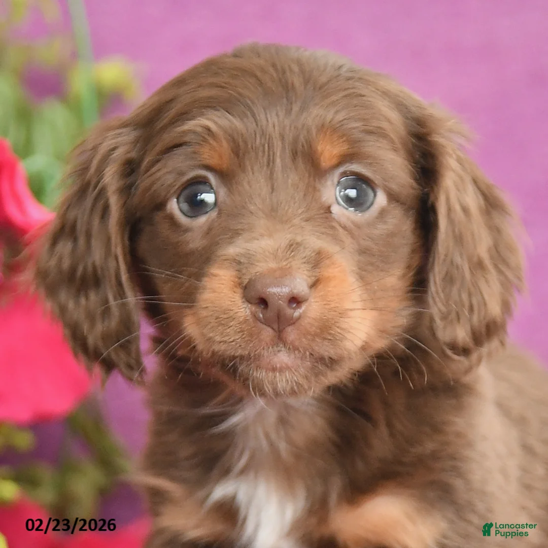 Dachshund dogs for sale: Charlie - Ad 3