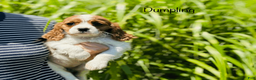 Cavalier King Charles Spaniel dogs for sale: Dumpling  - Ad 2