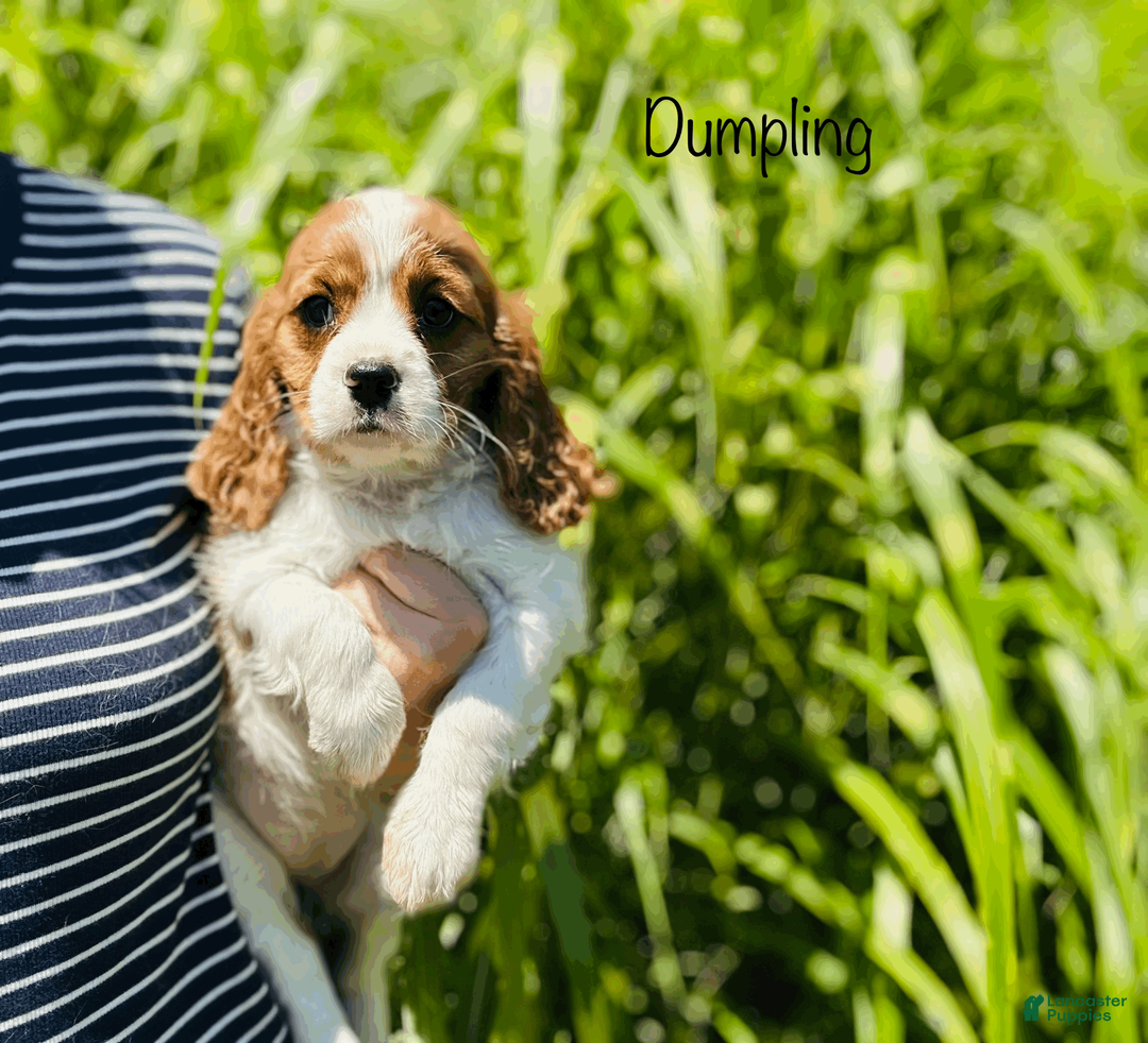 Cavalier King Charles Spaniel dogs for sale: Dumpling  - Ad 2