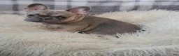 French Bulldog dogs for sale: Walter  - Ad 28