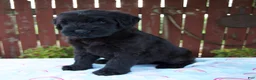 Giant Schnauzer dogs for sale: Luann - Ad 4