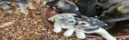Mixed Breed dogs for sale: Dopey - Ad 2