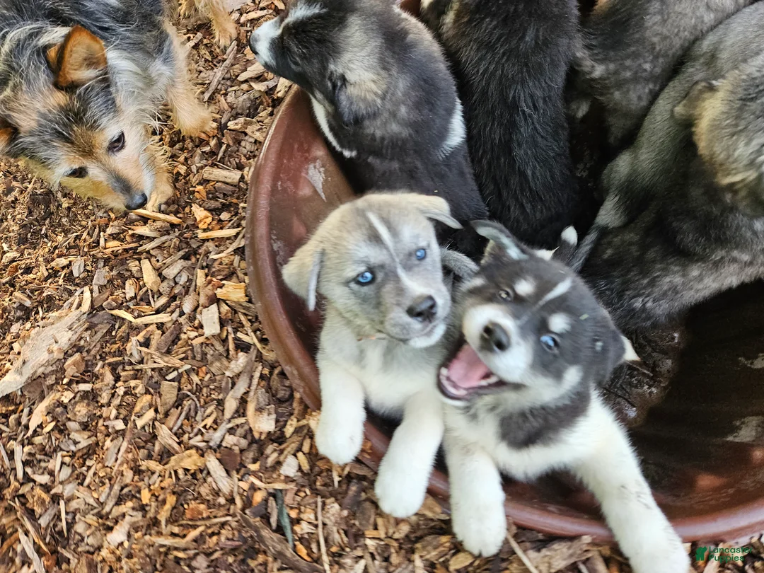 Mixed Breed dogs for sale: Dopey - Ad 2