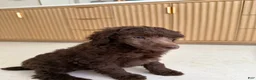 Standard Poodle dogs for sale: Robin  - Ad 3
