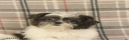 Shih Tzu dogs for sale: Wallace - Ad 5