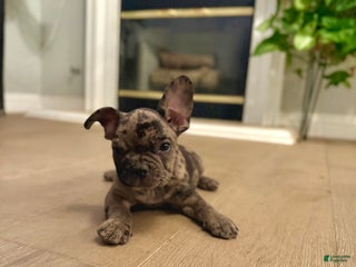 French Bulldog dogs - Ad 23