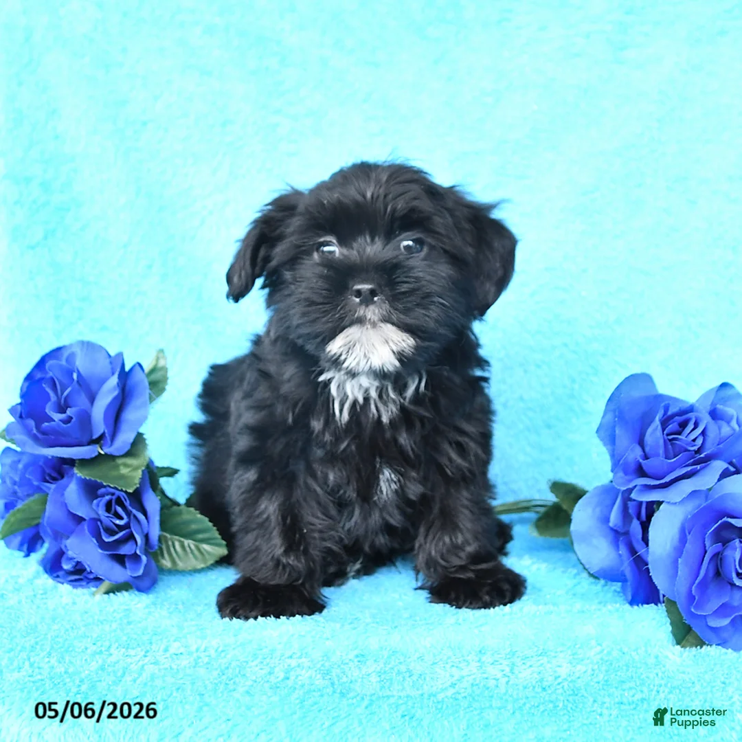 Yorkiepoo dogs for sale: Tanner - Ad 2
