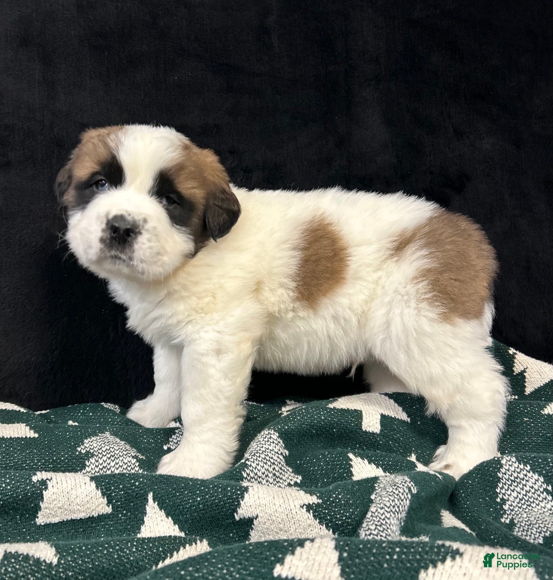 Saint Bernard dogs for sale: Cade - Ad 6