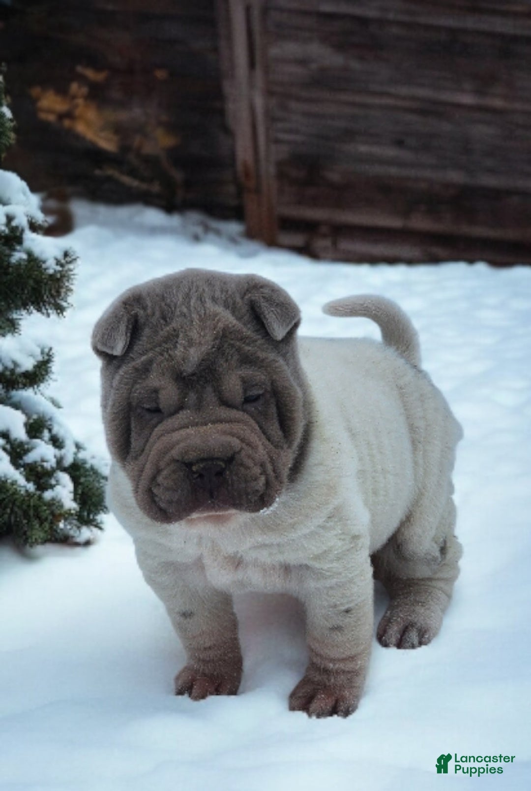 Shar Pei dogs for sale: Lilly lilac flower mini  - Ad 10