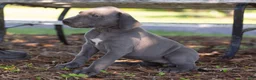 Great Dane dogs for sale: Aurora - Ad 3