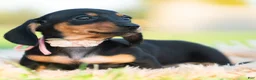 Miniature Dachshund dogs for sale: Pixiebean AKC - Ad 10