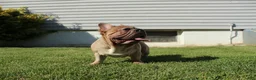 French Bulldog dogs for sale: French Bulldog Puppy 2 - Ad 4