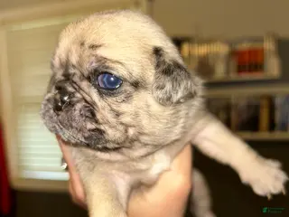 Pug dogs Pug Puppy 3 - Ad 20