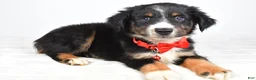 Miniature Australian Shepherd dogs for sale: Finch - Ad 3