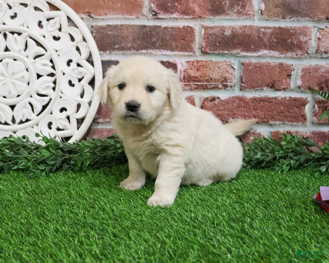 Golden Retriever dogs for sale: Chloe - Ad 8