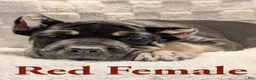Cane Corso dogs for sale: Red  - Ad 4