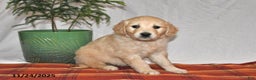Golden Retriever dogs for sale: Snuggles - Ad 3