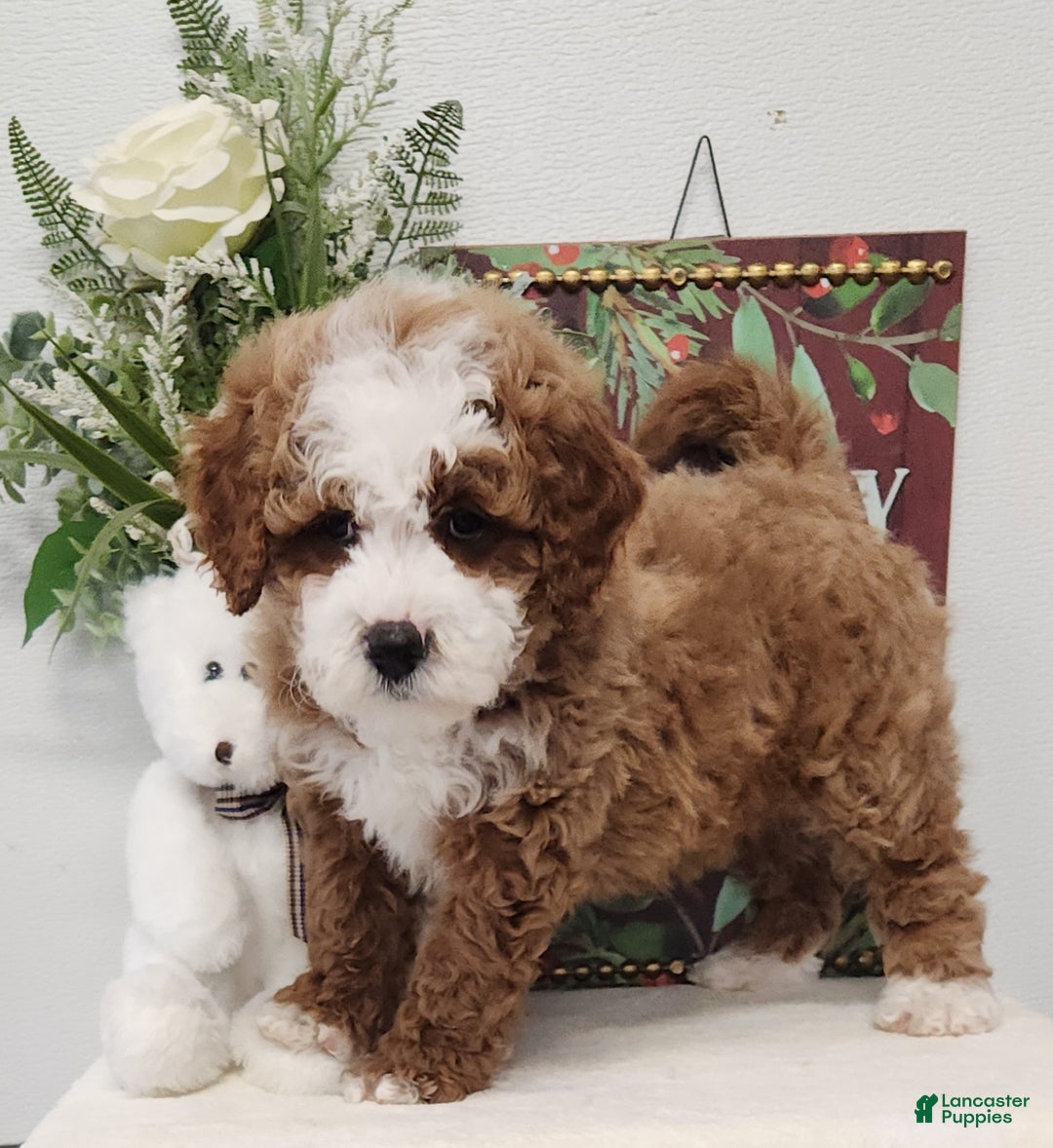 Mini Goldendoodle dogs for sale: Ford Mini Goldendoodle Puppy 4 - Ad 3