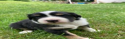 Australian Shepherd dogs for sale: Blossom 🌸  - Ad 6