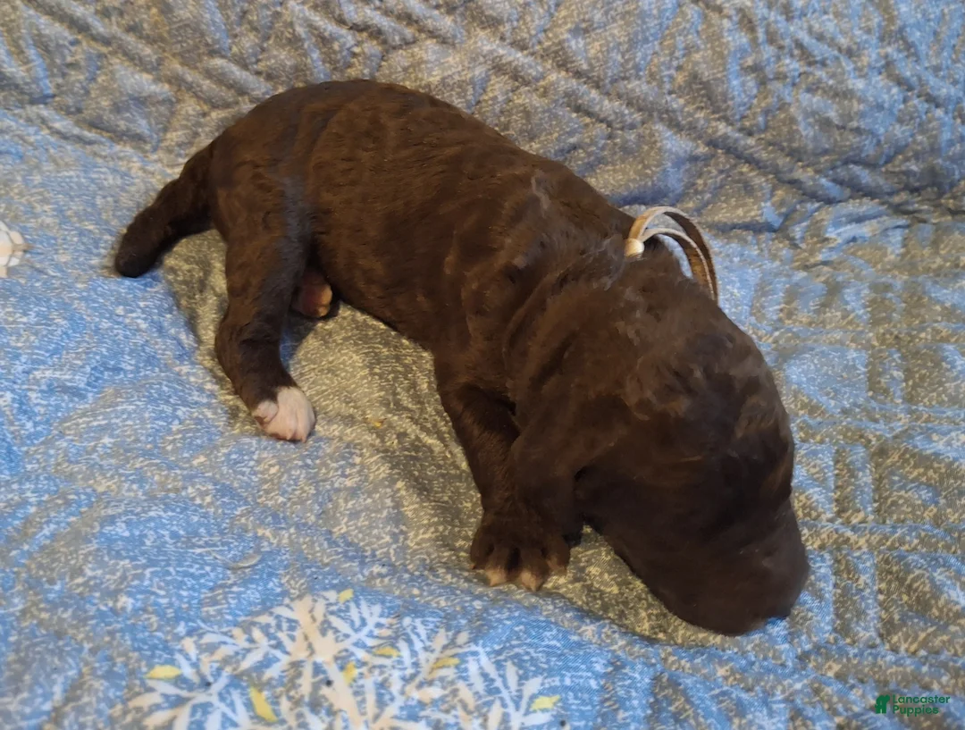 Labradoodle dogs for sale: Gardenia - Ad 7