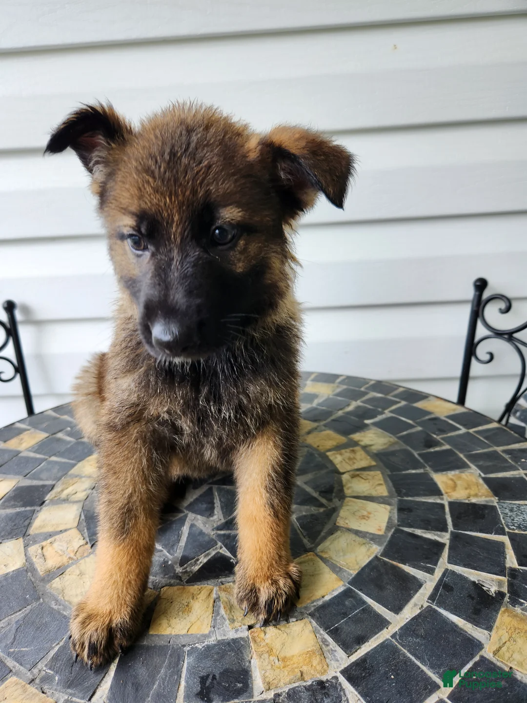 German Shepherd dogs for sale: Sylvie - Ad 1