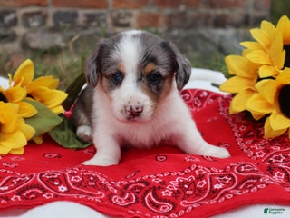 Mixed Breed dogs - Ad 15