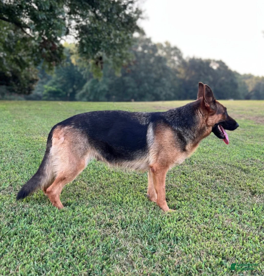 German Shepherd dogs for sale: Max - Ad 11