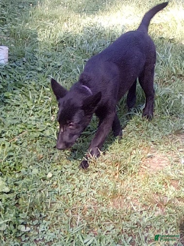 German Shepherd dogs Shirley - Ad 2