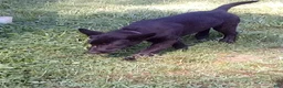 German Shepherd dogs for sale: Shirley - Ad 2