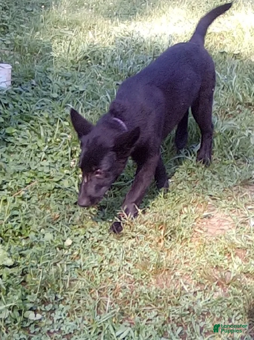 German Shepherd dogs for sale: Shirley - Ad 2