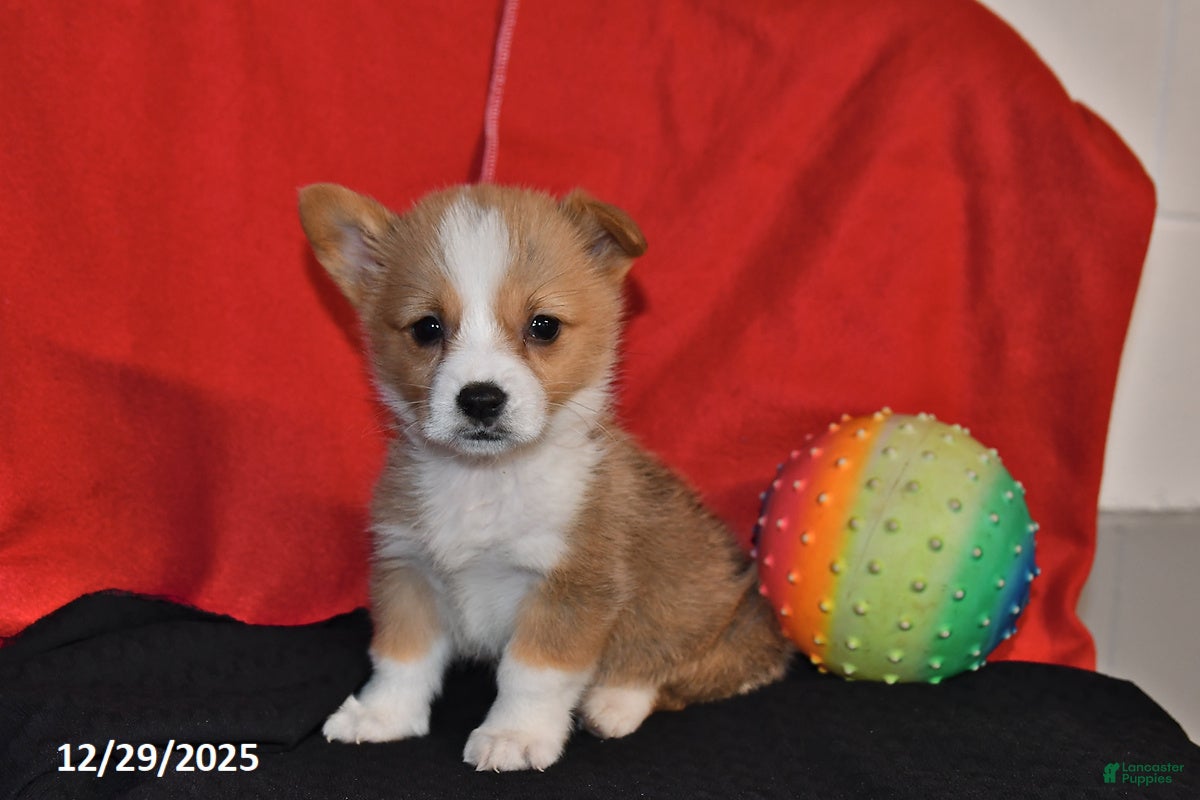 Welsh Corgi Pembroke dogs Carly - Ad 2