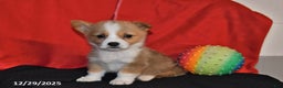 Welsh Corgi Pembroke dogs for sale: Carly - Ad 2