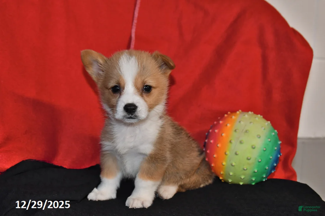 Welsh Corgi Pembroke dogs for sale: Carly - Ad 2