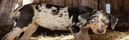 Catahoula Leopard Dog dogs for sale: Jesse 2026 F1 - Ad 4