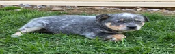 Australian Cattle Dog dogs for sale: Jackie - Ad 1