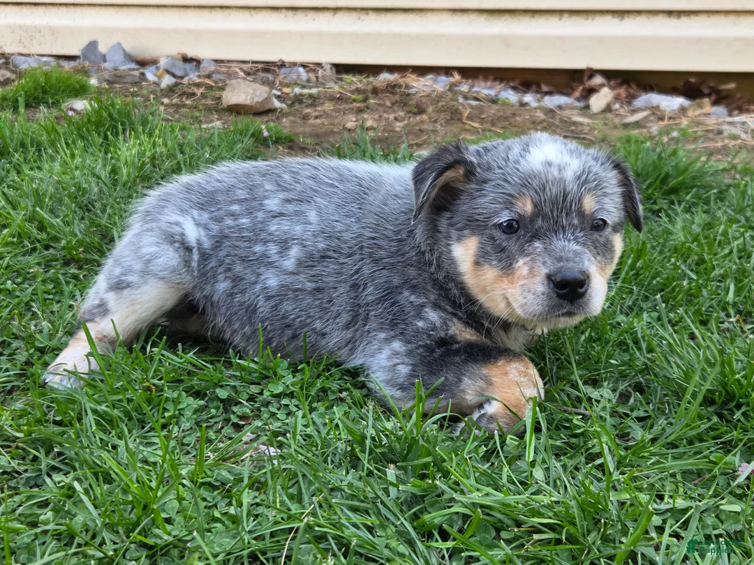 Australian Cattle Dog dogs for sale: Jackie - Ad 1