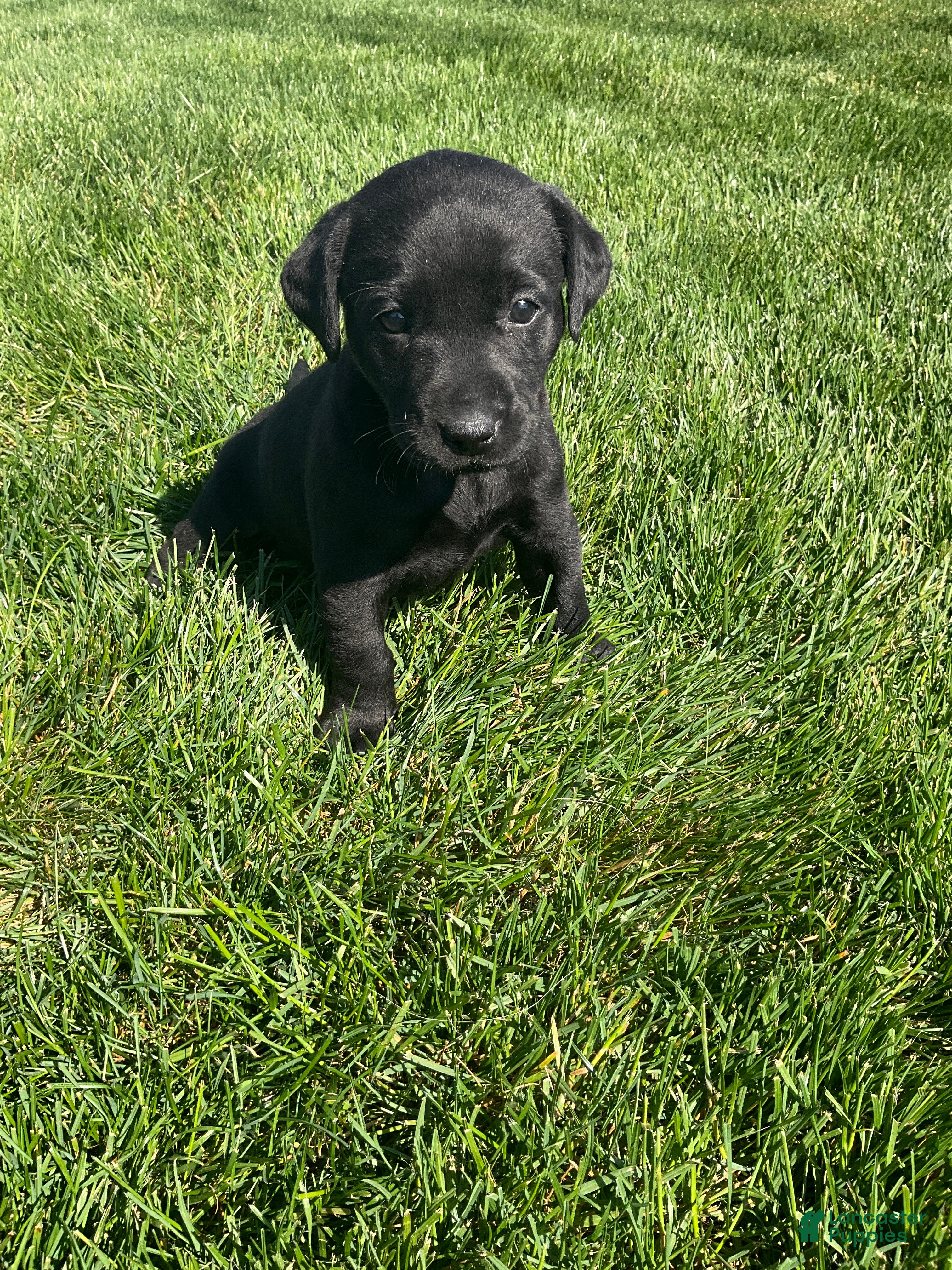 Labrador Retriever dogs Roxy - Ad 2